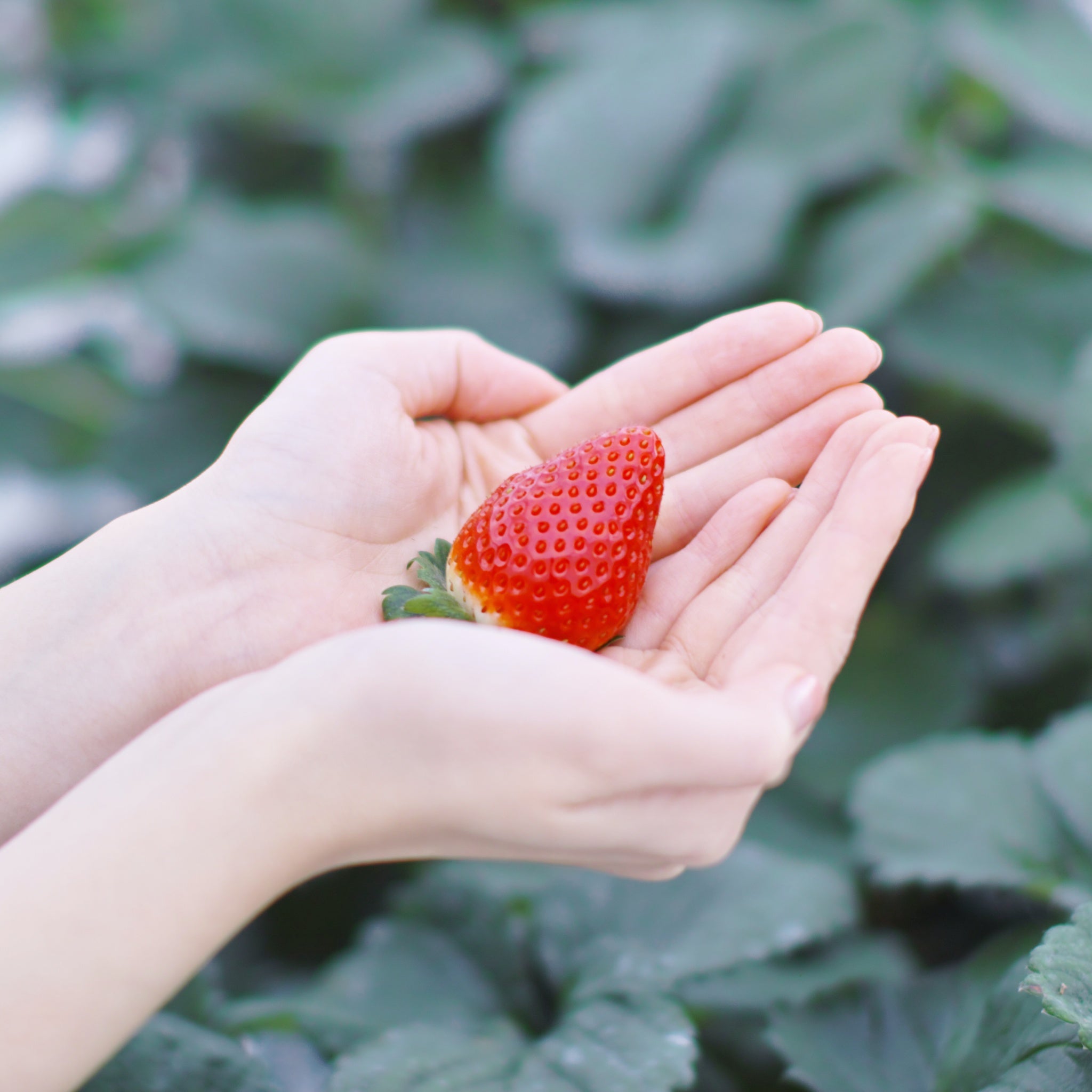 ミガキイチゴ・プラチナ (12粒)