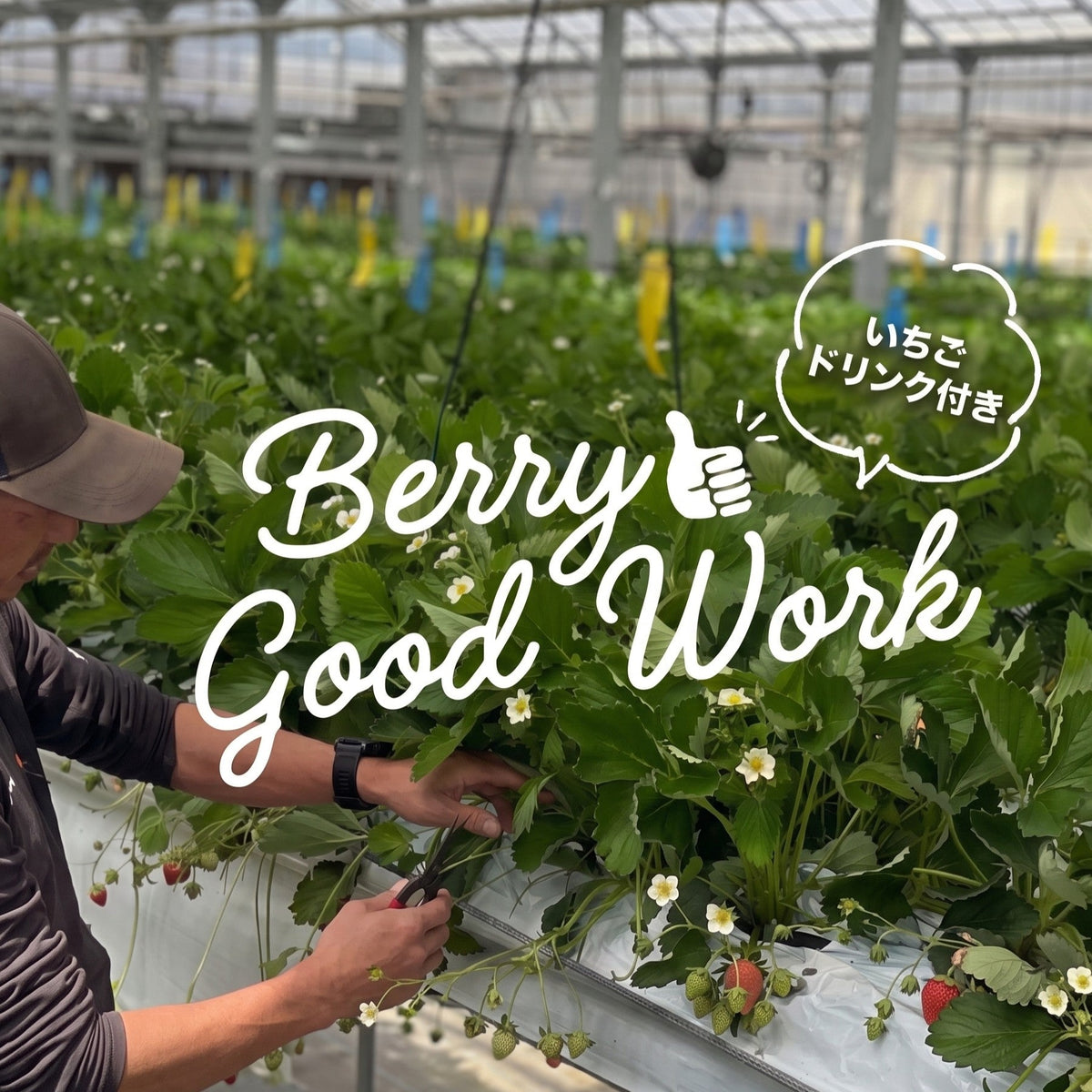 農業体験ワークショップ 『Berry Good Work(ベリーグッドワーク)』いちごの苗の定植体験イベント