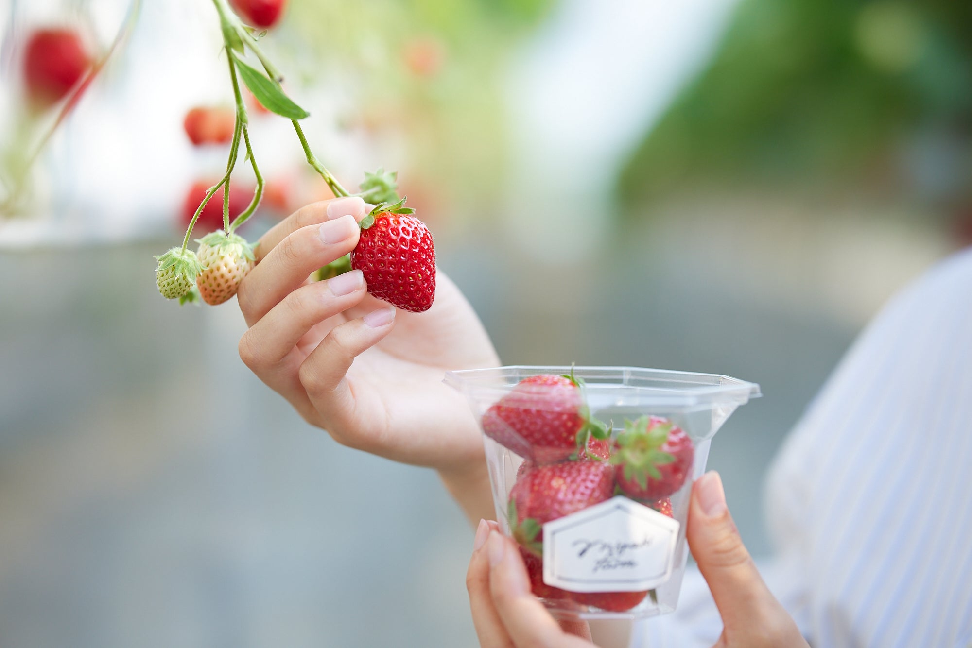 MIGAKI FARM（宮城のいちご狩り・カフェ&ショップ・オンラインショップ）