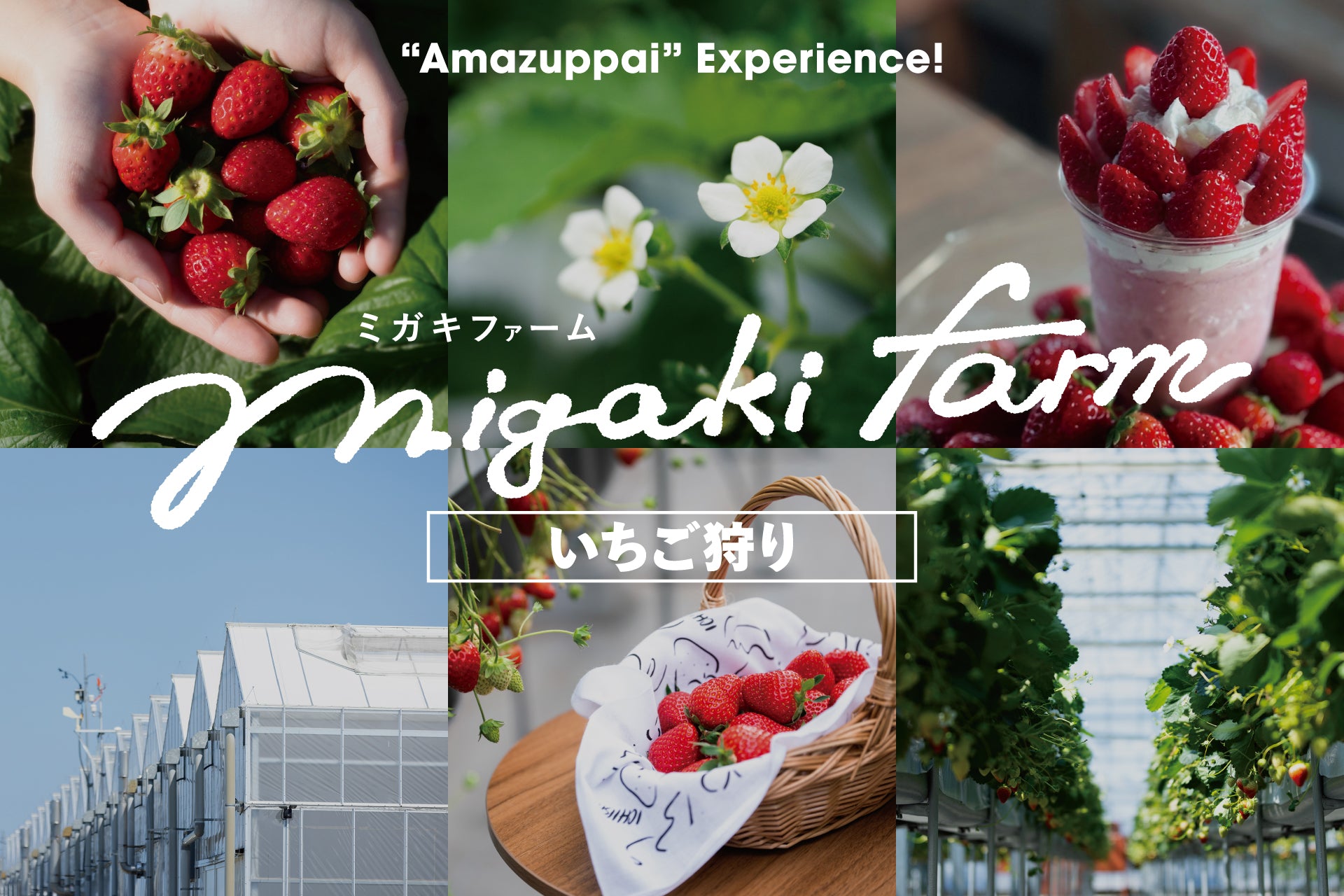 ミガキファームとは｜宮城山元町のいちご農園ブランド