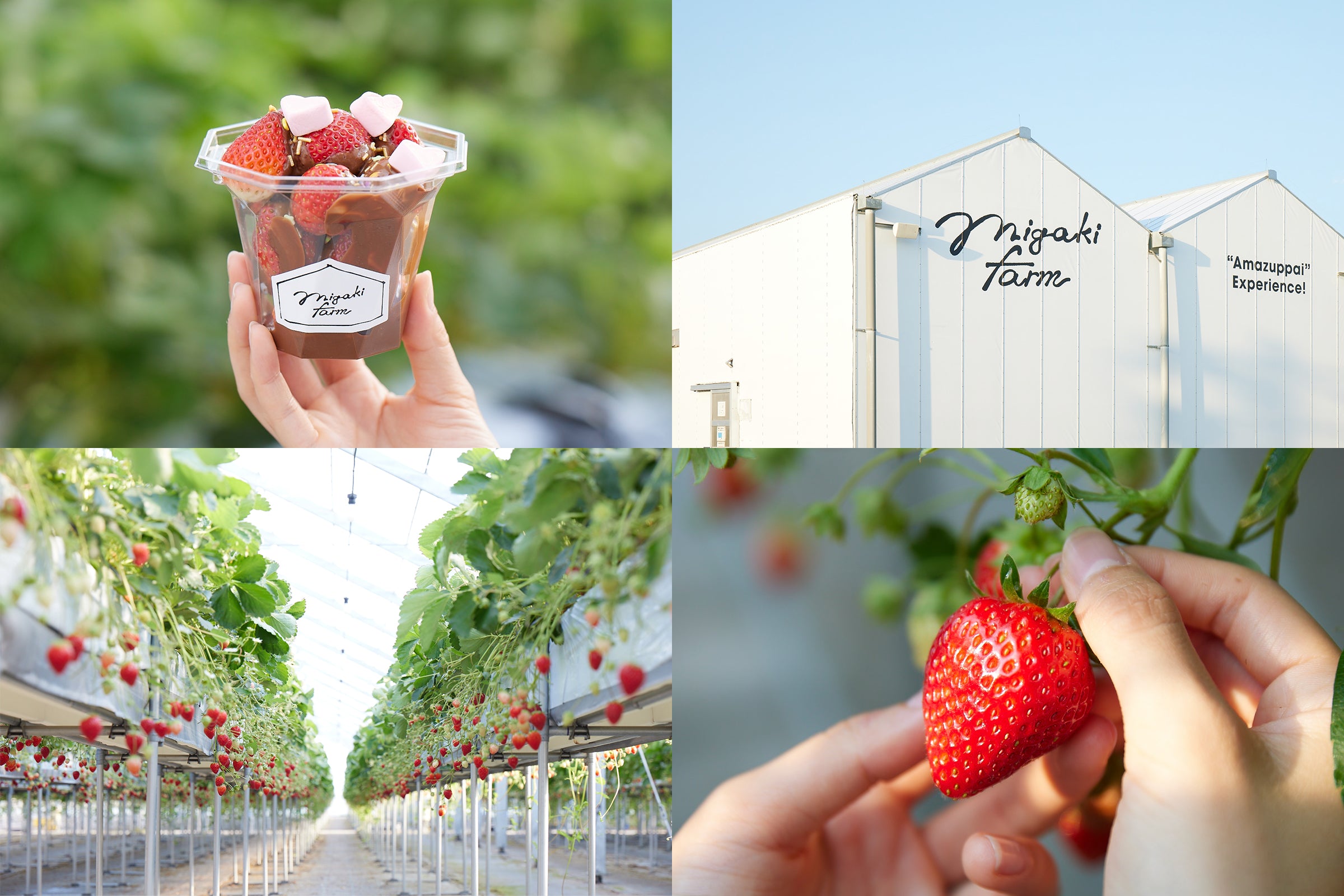 MIGAKI FARM（宮城のいちご狩り・カフェ&ショップ・オンラインショップ）