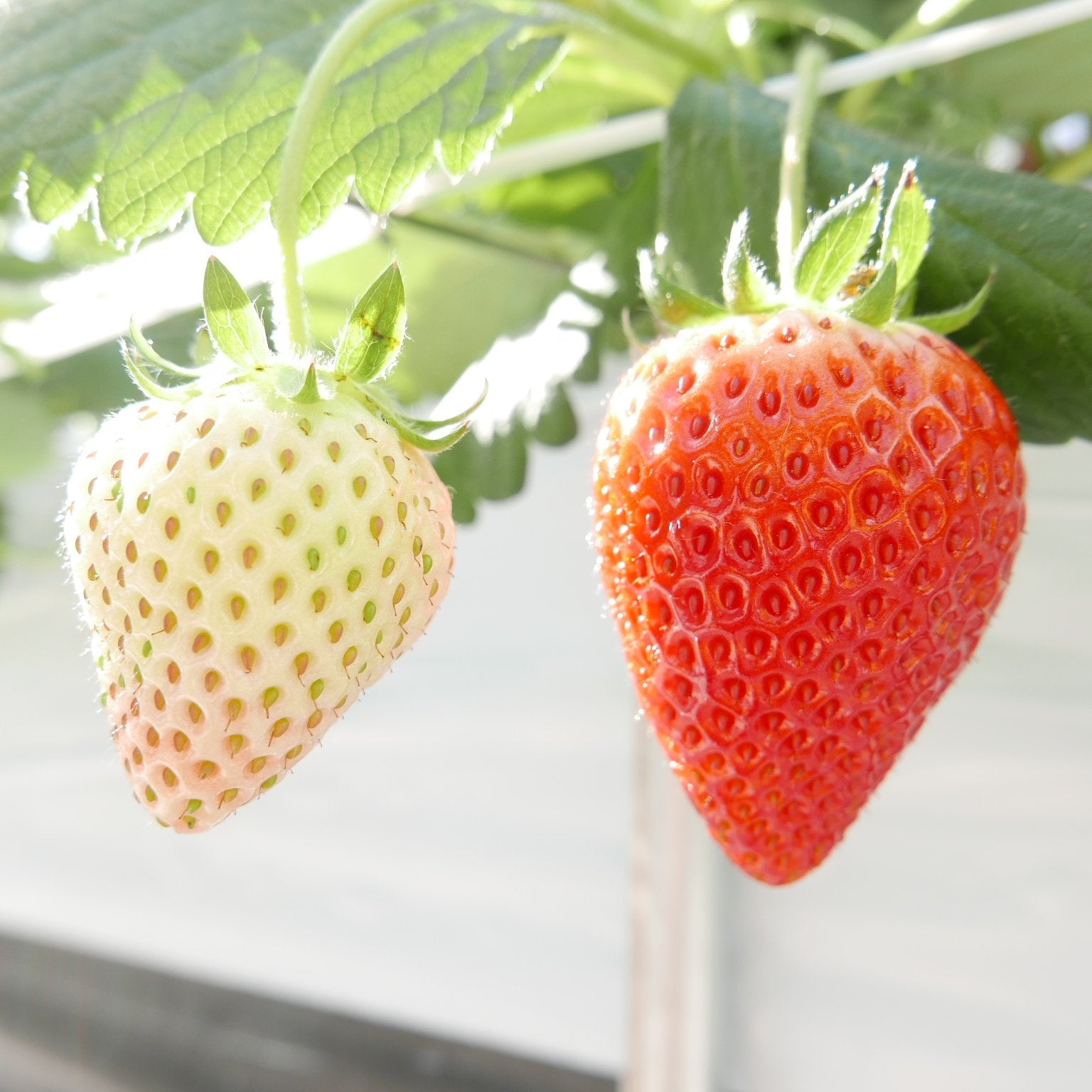 ミガキイチゴ・シルバー