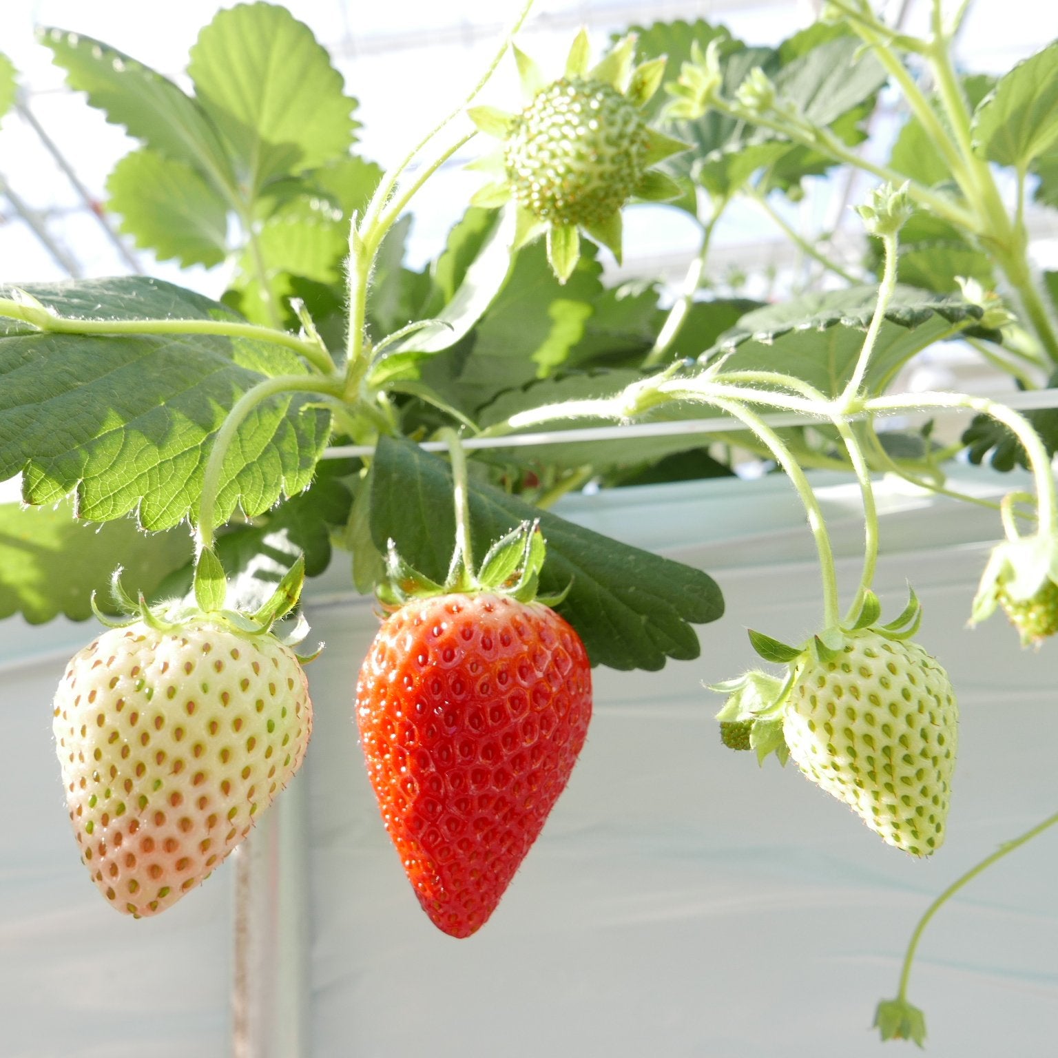 ミガキイチゴ・レギュラー