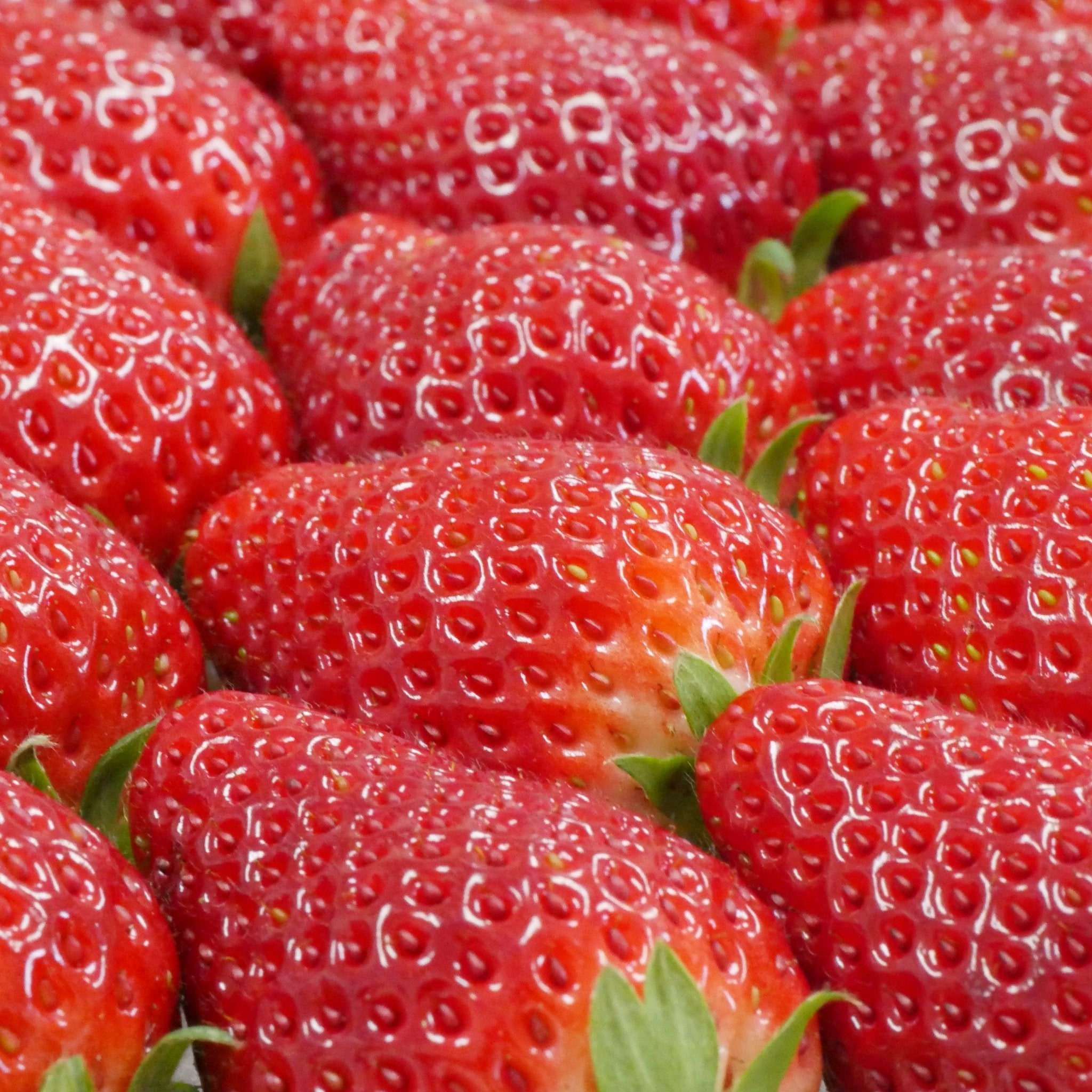 ミガキイチゴ・シルバー